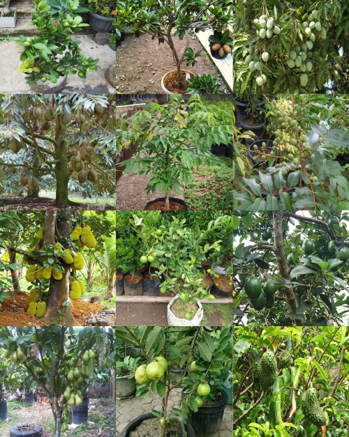 jual tanaman buah